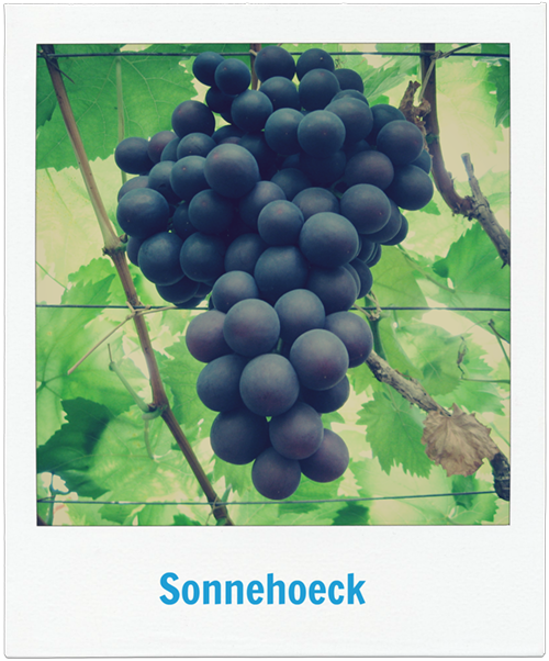 Druivenkwekerij Sonnehoeck